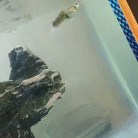 اکواریوم|ماهی|تبریز, |دیوار