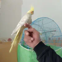 عروس هلندی دستی|پرنده|باروق, |دیوار