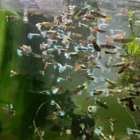 ماهی گوپی ، کوپی