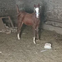 کره نر شش ماهه|اسب و تجهیزات اسب‌سواری|سرعین, |دیوار