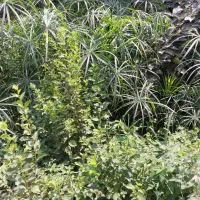 گل‌فروشی‌ برگ مرداب