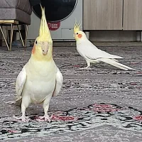 دو عدد عروس هلندی لوتینو لپ قرمز