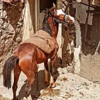 اسب نریان فروشی|اسب و تجهیزات اسب‌سواری|دورود, |دیوار