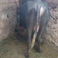 گتوند|حیوانات مزرعه|گتوند, |دیوار