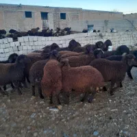 فروش بوقلمو