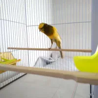 قناری رسمی بلند نر و ماده...