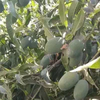 انبه سبز مخصوص ترشی