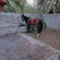 اسب|اسب و تجهیزات اسب‌سواری|گنبکی, |دیوار