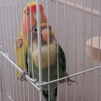 طوطی برزیلی نژاد دار سخنگو