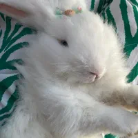 خرگوش لوپ ترکیش|موش و خرگوش|گرگان, |دیوار