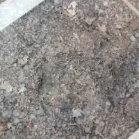 برگ چنار