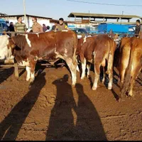 دامپرواری نژاد اصیل|حیوانات مزرعه|شاهرود, |دیوار