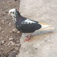 کبوتر