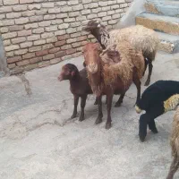 3عددمیش وبره|حیوانات مزرعه|کرمانشاه, |دیوار