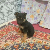 توله دو ماه ژرمن