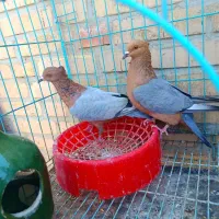 کبوتر زینتی (اهوازم)|پرنده|تهران, جوادیه|دیوار