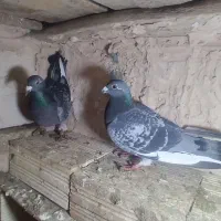 پلاکی|پرنده|لیلان, |دیوار