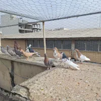 ۱۱ تا کفتر رنگی|پرنده|شیراز, پودنک|دیوار