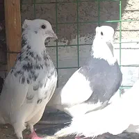 جفت کبوتر طوقی