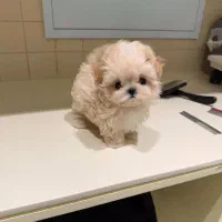 سگ جیبی|سگ|تهران, جنتآباد مرکزی|دیوار