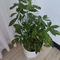 گل طبیعی کورتون