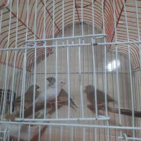 فنچ|پرنده|رشت, جماران|دیوار