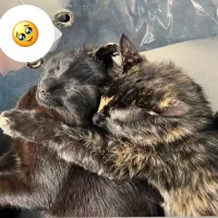 واگذاری گربه