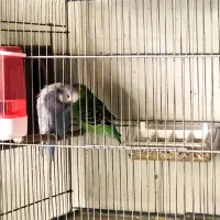 مرغ عشق انگلیسی مولد|پرنده|تهران, تجریش|دیوار