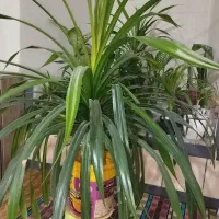 گل پاندانوس|گل و گیاه طبیعی|کازرون, |دیوار