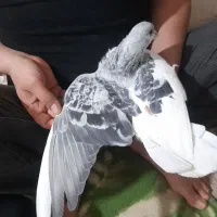 چپ سبز