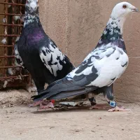 کبوتر|پرنده|سبزوار, قائم|دیوار