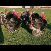 بوقلمون ارگانیک