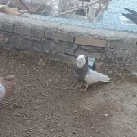 تعدادی کبوتر نقشی هم پرشی سالم|پرنده|دهاقان, |دیوار