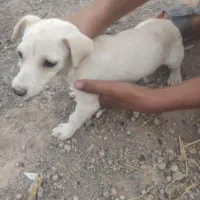 واگذاری سگ شیواوا
