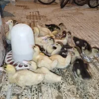 فروش اوردک ۱ماهه سالم و سرحال