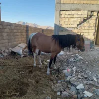 فروش مادیون|اسب و تجهیزات اسبسواری|بلداجی, |دیوار