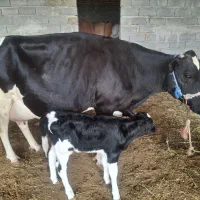 گاوهلشتاین باگوساله ماده