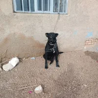 سگ سراب|سگ|تاکستان, |دیوار