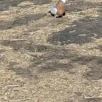 کبوتر|پرنده|نیشابور, مبارکه|دیوار