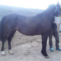 مادیان مشکی شکم طلا