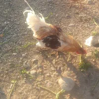 غاز و بوقلمون و خروس