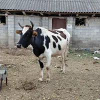 گاو دورگ محلی ۸ ماه شکم ۲ راس|حیوانات مزرعه|رشت, استادسرا|دیوار