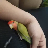 طوطی برزیلی