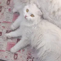 واگذاری گربه پرشین اسکاتیش مادر و پسر (غیر رایگان)