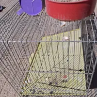 قفس پرنده با لوازم جانبی