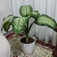 گل طبیعی|گل و گیاه طبیعی|دره شهر, |دیوار