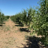 2500مترباغ-ویلا-سند-دارتاکستان