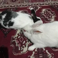 یک جفت خرگوش دونه‌ای ۳۰۰