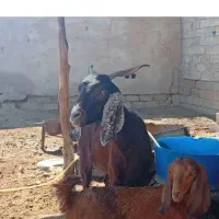 بز ابسن با ماده سالم و سرحال