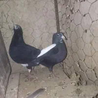 کفتر|پرنده|کرمان, |دیوار